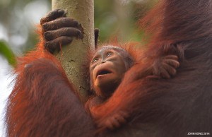 Trans Borneo Expedition 2014         